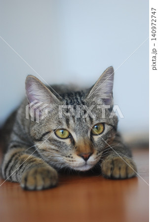 狩りモードで見つめる猫 狩りモードで見つめる猫 140972747