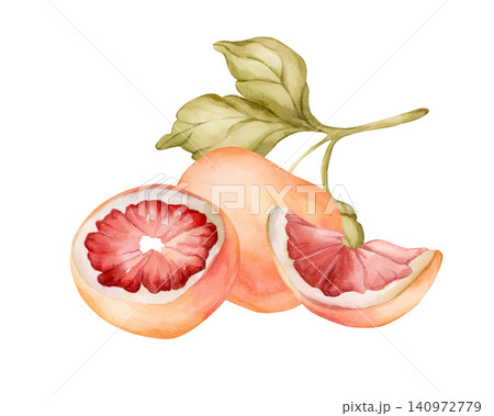 Grapefruit summer citrus fruits. Watercolor hand drawn floral food illustration isolated on white background for home kitchen textile fresh fabric print card cosmetic package porcelain crockery label Grapefruit summer citrus fruits. Watercolor hand drawn floral food illustration isolated on white background for home kitchen textile fresh fabric print card cosmetic package porcelain crockery label 140972779