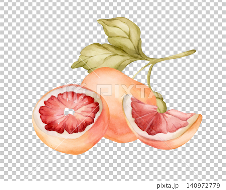 Grapefruit summer citrus fruits. Watercolor hand drawn floral food illustration isolated on white background for home kitchen textile fresh fabric print card cosmetic package porcelain crockery label Grapefruit summer citrus fruits. Watercolor hand drawn floral food illustration isolated on white background for home kitchen textile fresh fabric print card cosmetic package porcelain crockery label 140972779