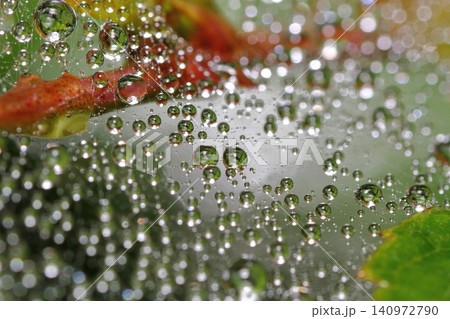 梅雨の季節 蜘蛛の巣についた雨の水滴 梅雨の季節 蜘蛛の巣についた雨の水滴 140972790
