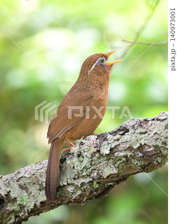 さえずるガビチョウ 新緑の森で鳴く野鳥の美しい姿 さえずるガビチョウ 新緑の森で鳴く野鳥の美しい姿 140973001
