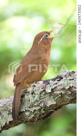 さえずるガビチョウ 新緑の森で鳴く野鳥の美しい姿 さえずるガビチョウ 新緑の森で鳴く野鳥の美しい姿 140973002