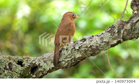 さえずるガビチョウ 新緑の森で鳴く野鳥の美しい姿 さえずるガビチョウ 新緑の森で鳴く野鳥の美しい姿 140973004