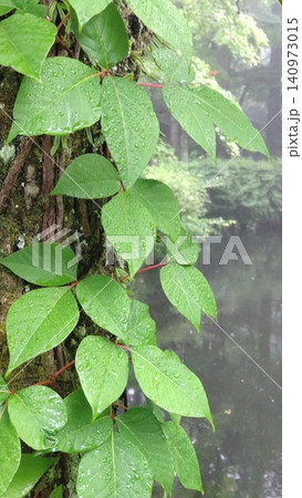 ツタの葉に覆われた木 ツタの葉に覆われた木 140973015