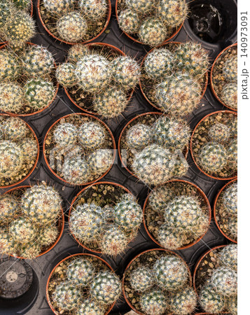 Small potted mammillaria cacti with white spines in nursery tray 140973091