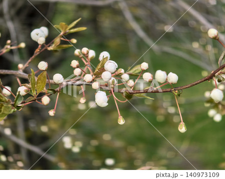 Prunus Cherry Tree Branch with Buds Prunus Cherry Tree Branch with Buds 140973109