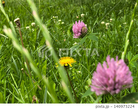 Wild clover and dandelion flowers blooming in a lush summer meadow Wild clover and dandelion flowers blooming in a lush summer meadow 140973224