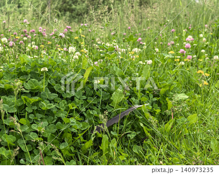 Wild clover meadow with pink flowers and bird feather in summer grass Wild clover meadow with pink flowers and bird feather in summer grass 140973235