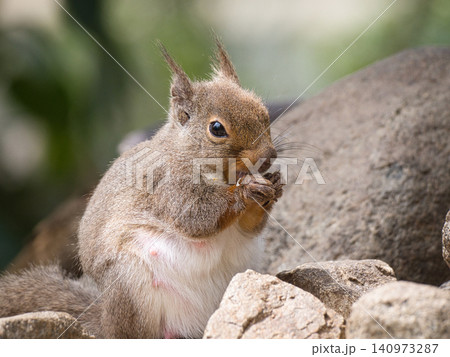 クルミを食べるリス クルミを食べるリス 140973287