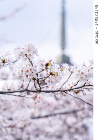 京都 本法寺 満開の桜(室町時代に開創し、豊臣秀吉の聚楽第建設の影響で堀川寺之内へ移転) 京都 本法寺 満開の桜(室町時代に開創し、豊臣秀吉の聚楽第建設の影響で堀川寺之内へ移転) 140973348
