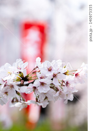 京都 本法寺 満開の桜(室町時代に開創し、豊臣秀吉の聚楽第建設の影響で堀川寺之内へ移転) 京都 本法寺 満開の桜(室町時代に開創し、豊臣秀吉の聚楽第建設の影響で堀川寺之内へ移転) 140973355