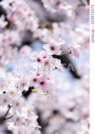 京都 本法寺 満開の桜(室町時代に開創し、豊臣秀吉の聚楽第建設の影響で堀川寺之内へ移転) 京都 本法寺 満開の桜(室町時代に開創し、豊臣秀吉の聚楽第建設の影響で堀川寺之内へ移転) 140973373