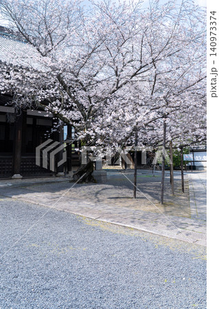 京都 本法寺 本堂と満開の桜(室町時代に開創し、豊臣秀吉の聚楽第建設の影響で堀川寺之内へ移転) 京都 本法寺 本堂と満開の桜(室町時代に開創し、豊臣秀吉の聚楽第建設の影響で堀川寺之内へ移転) 140973374