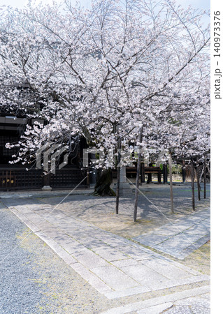 京都　本法寺　本堂と満開の桜（室町時代に開創し、豊臣秀吉の聚楽第建設の影響で堀川寺之内へ移転） 140973376