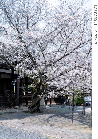 京都 本法寺 本堂と満開の桜(室町時代に開創し、豊臣秀吉の聚楽第建設の影響で堀川寺之内へ移転) 京都 本法寺 本堂と満開の桜(室町時代に開創し、豊臣秀吉の聚楽第建設の影響で堀川寺之内へ移転) 140973378