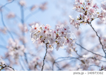 京都 本法寺 満開の桜(室町時代に開創し、豊臣秀吉の聚楽第建設の影響で堀川寺之内へ移転) 京都 本法寺 満開の桜(室町時代に開創し、豊臣秀吉の聚楽第建設の影響で堀川寺之内へ移転) 140973382