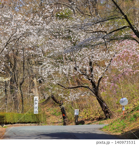 三戸城跡（城山公園）の大手門へ続く階段｜桜咲く春の散歩道と青空 青森県三戸町 140973531