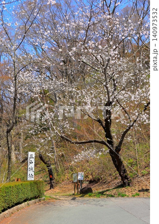 三戸城跡(城山公園)の大手門へ続く階段|桜咲く春の散歩道と青空 青森県三戸町 三戸城跡(城山公園)の大手門へ続く階段|桜咲く春の散歩道と青空 青森県三戸町 140973532