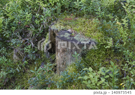 Old Decaying Tree Stump in Mossy Forest 140973545