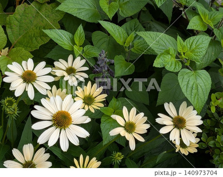 初夏の白い花、緑の葉に映えます。 初夏の白い花、緑の葉に映えます。 140973704