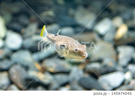 Close-up of a spotted pufferfish swimming in an aquarium Close-up of a spotted pufferfish swimming in an aquarium 140974048