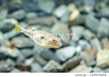 Close-up of a spotted pufferfish swimming over rocky bottom in an aquarium Close-up of a spotted pufferfish swimming over rocky bottom in an aquarium 140974049