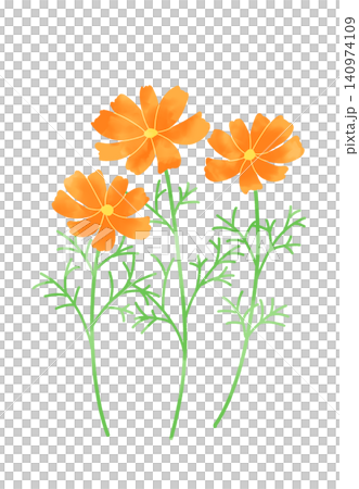 A simple illustration of an orange cosmos flower. A simple illustration of an orange cosmos flower. 140974109