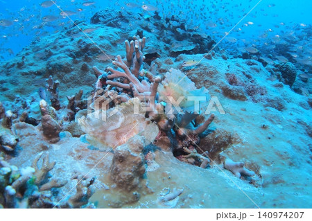 珊瑚礁上ハダカハオコゼのペア　水中写真 140974207