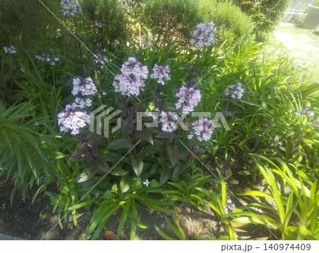 袋状の薄紫色の花はペンステモンの花 袋状の薄紫色の花はペンステモンの花 140974409