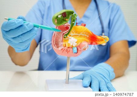 Liver with gallbladder, pancreas spleen and duodenum, Asian doctor holding human anatomy model for study diagnosis and treatment in hospital. 140974787