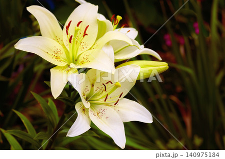 Evening bouquet branch of white nice blooming lilies flowers Evening bouquet branch of white nice blooming lilies flowers 140975184