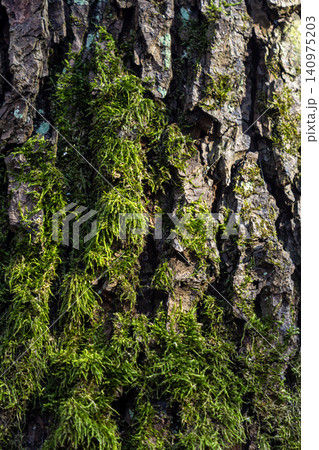 Detailed texture of tree bark showcasing intricate patterns and natural hues found in a forest during midday light Detailed texture of tree bark showcasing intricate patterns and natural hues found in a forest during midday light 140975203