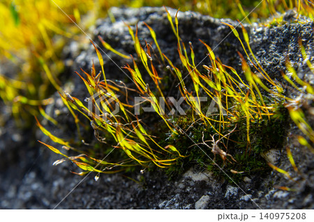 Ceratodon purpureus showcasing vibrant redsporophyte stalks on rocky terrain in a natural setting under soft sunlight Ceratodon purpureus showcasing vibrant redsporophyte stalks on rocky terrain in a natural setting under soft sunlight 140975208