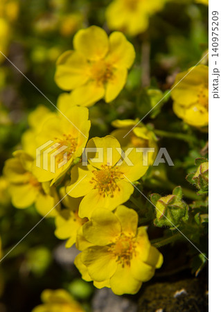 Vibrant yellow flowers of Potentilla reptans blooming in a sunny meadow during springtime showcasing nature's beauty and biodiversity 140975209