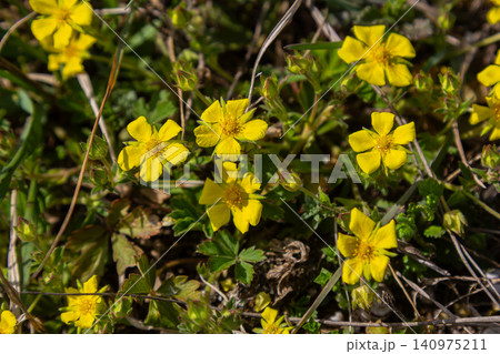 Bright yellow flowers of Potentilla reptans or Creeping Cinquefoil bloom in a sunny meadow during springtime 140975211