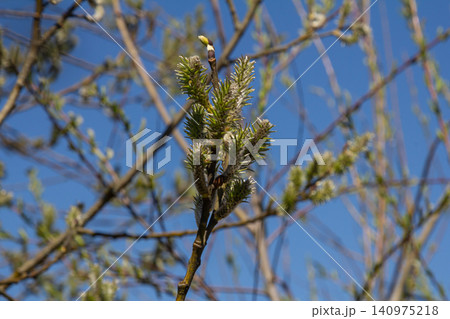 Willow blossoms emerge in spring showcasing delicate buds against a bright blue sky in a serene natural setting Willow blossoms emerge in spring showcasing delicate buds against a bright blue sky in a serene natural setting 140975218