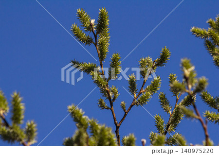 Willow blossoms emerge in spring under a clear blue sky showcasing nature s rejuvenation and beauty Willow blossoms emerge in spring under a clear blue sky showcasing nature s rejuvenation and beauty 140975220
