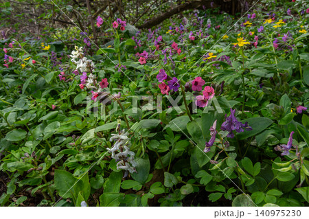 Lungwort thrives in vibrant colors among lush green foliage in a spring forest setting 140975230