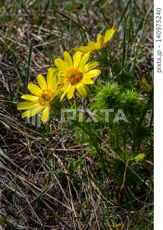 Yellow pheasant's eye blooms in spring sunlight showcasing vibrant petals among fresh green foliage in a rural field Yellow pheasant's eye blooms in spring sunlight showcasing vibrant petals among fresh green foliage in a rural field 140975240