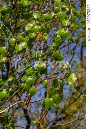 Delicate catkins and vibrant leaves of Betula pendula under clear blue skies in spring Delicate catkins and vibrant leaves of Betula pendula under clear blue skies in spring 140975249