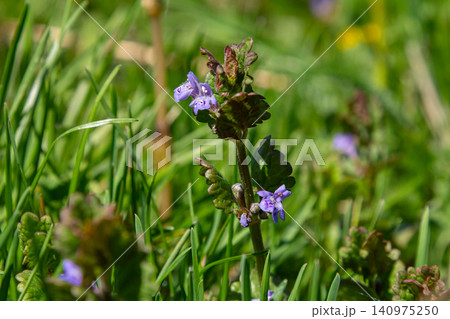 Ground-ivy Glechoma hederacea thrives among lush grass in a vibrant spring meadow showcasing delicate purple flowers and rich green foliage Ground-ivy Glechoma hederacea thrives among lush grass in a vibrant spring meadow showcasing delicate purple flowers and rich green foliage 140975250