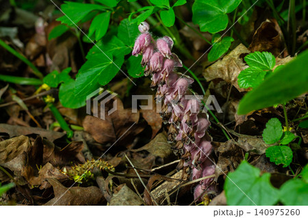 Common Toothwort blooms quietly among the green foliage in the forest during early spring Common Toothwort blooms quietly among the green foliage in the forest during early spring 140975260