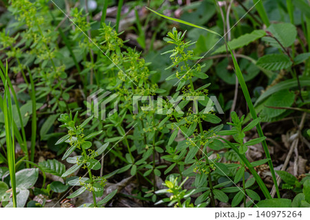 Smooth Crosswort grows with delicate green flowers in a natural habitat during early summer displaying whorled leaves and vibrant greenery Smooth Crosswort grows with delicate green flowers in a natural habitat during early summer displaying whorled leaves and vibrant greenery 140975264