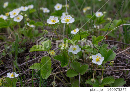 Creamy strawberry plants showcase delicate white flowers and lush trifoliate leaves in a vibrant outdoor setting during springtime Creamy strawberry plants showcase delicate white flowers and lush trifoliate leaves in a vibrant outdoor setting during springtime 140975275