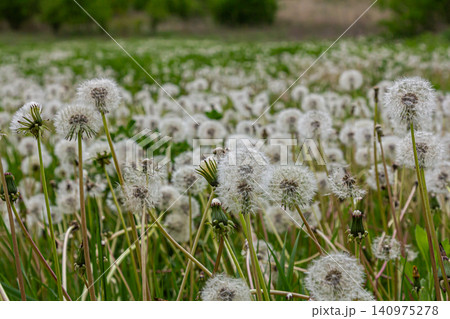 Common dandelion seeds create a fluffy landscape in the green grass under a bright sky during springtime 140975278