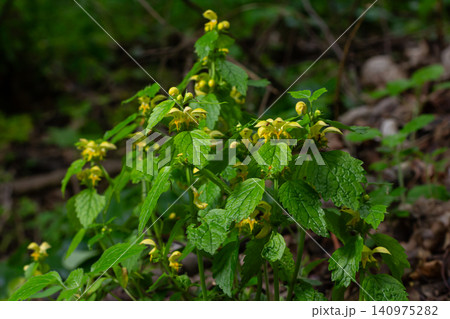 Yellow archangel blooms flourish in a woodland setting during spring showcasing vibrant yellow flowers against lush green foliage Yellow archangel blooms flourish in a woodland setting during spring showcasing vibrant yellow flowers against lush green foliage 140975282