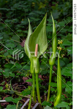Exploring Arum maculatum also known as Cuckoo Pint or Lords and Ladies blooming in a lush woodland setting during springtime 140975283