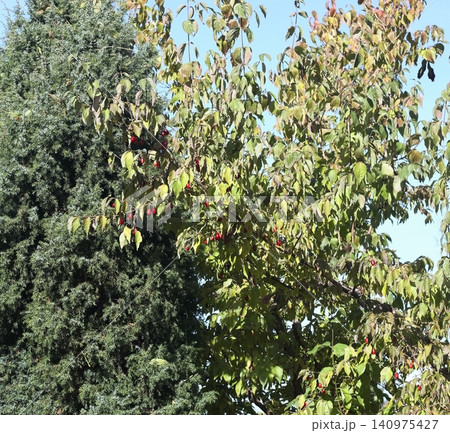 Red ripe cornellian cherry, lat. Cornus mass in the autumn. Red ripe cornellian cherry, lat. Cornus mass in the autumn. 140975427