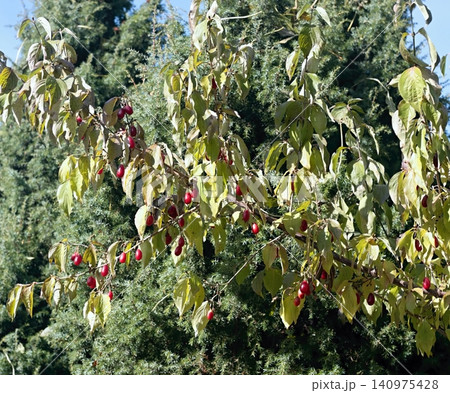 Red ripe cornellian cherry, lat. Cornus mass in the autumn. Red ripe cornellian cherry, lat. Cornus mass in the autumn. 140975428
