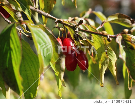 Red ripe cornellian cherry, lat. Cornus mass in the autumn. Red ripe cornellian cherry, lat. Cornus mass in the autumn. 140975431